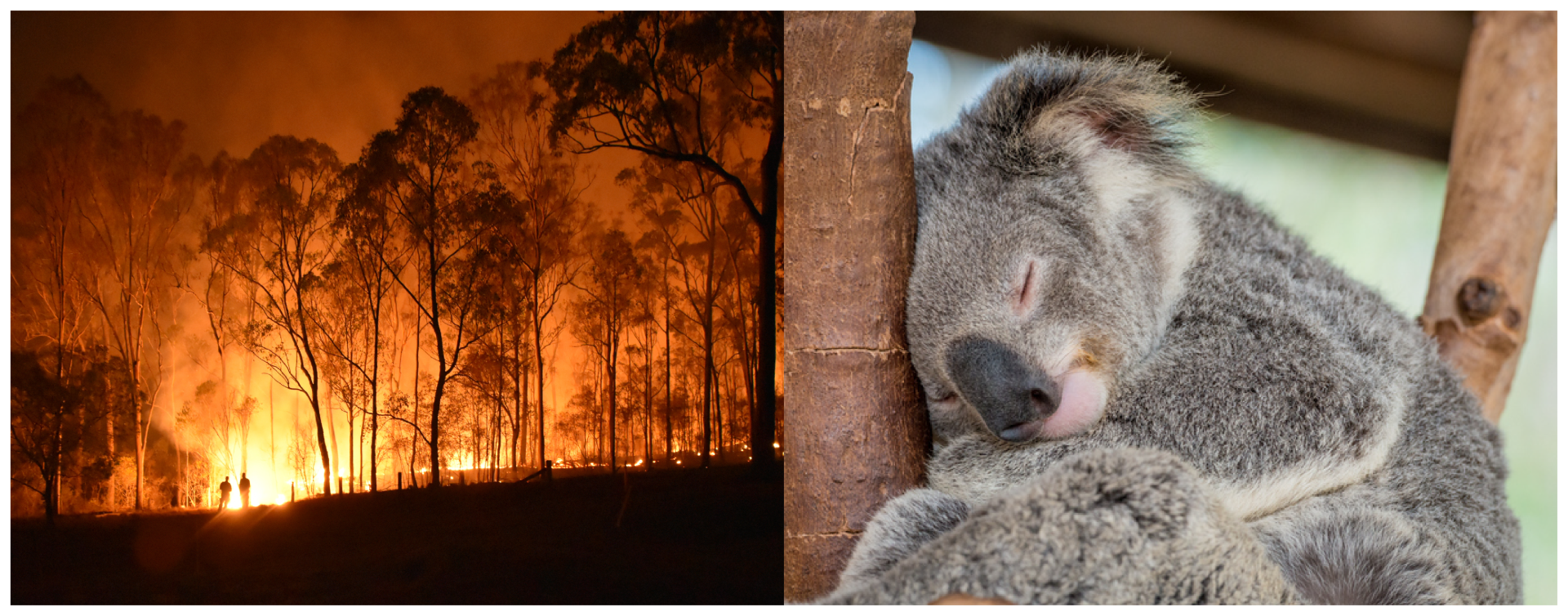 JCI Australia Fire Response Appeal